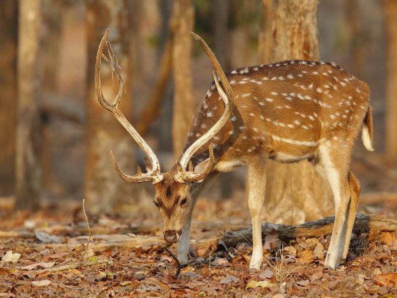 Deer Park - Ooty - Connecting Traveller