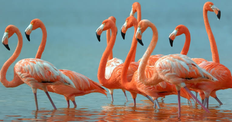 Sea of pink near Mumbai — why 1.3 lakh flamingos have flocked to Thane  Creek, the 'highest ever